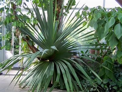 Pandanus utilis